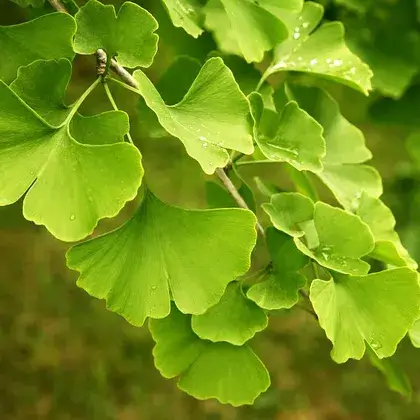 #6. Экстракт гинкго билоба